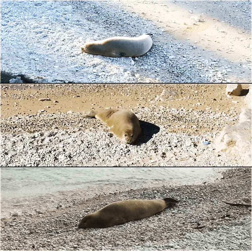 sredozemna-medvjedica