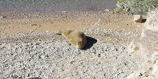 lat. Monachus monachus