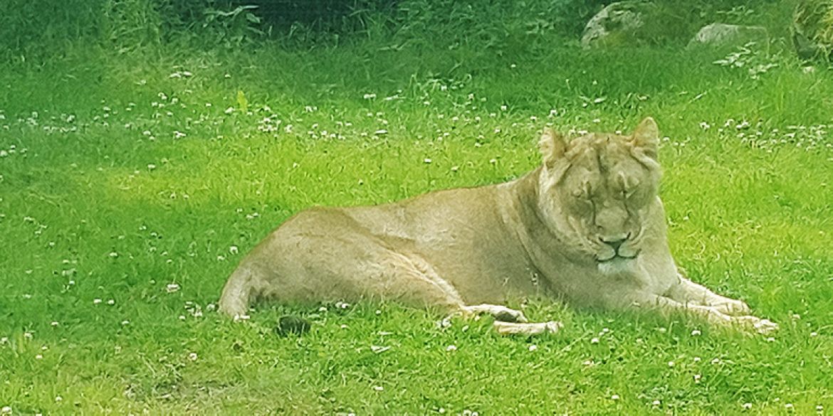 Zanimljiv ZOO u Eskilstuni